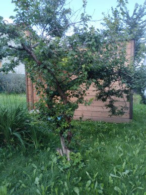 Коллективный сад номер 7, участок 58 в Алапаевске - alapaevsk.yutvil.ru - фото 28 Коллективный сад номер 7, участок 58 в Алапаевске - alapaevsk.yutvil.ru - фото 28